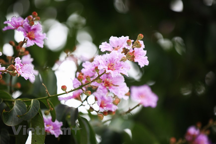 大花紫薇有香味，但是很淡，紫色和淡紫色的大花紫薇缀满枝头，满树的大花紫薇为市民呈现出了一场色彩丰富、景观多样的视觉盛宴。图自Vietnam+