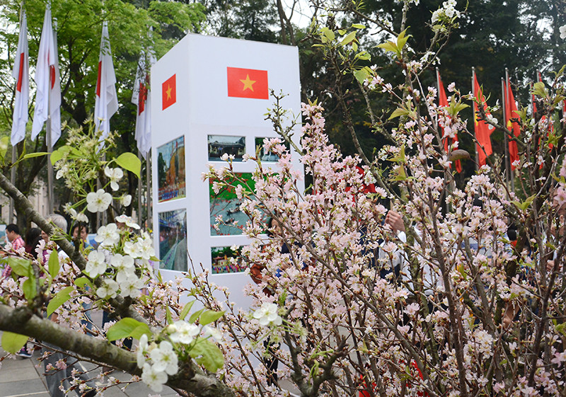 从3月19日至20日在还剑湖边展示 了20颗樱花树。（图片来源：人民报网）