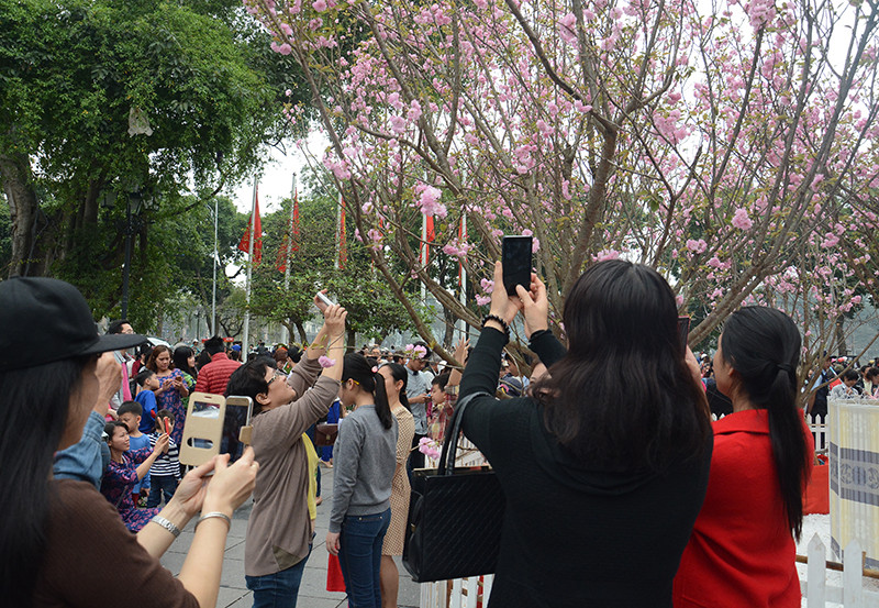 数千河内市民前往李太祖塑像观赏樱花。（图片来源：人民报网）
