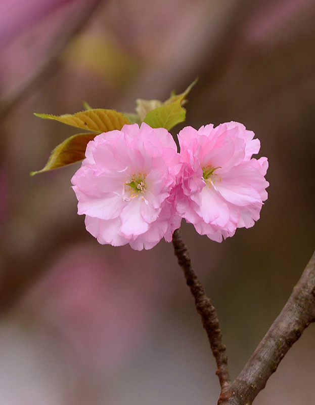 美丽的樱花为春天增添色彩。（图片来源：人民报网）