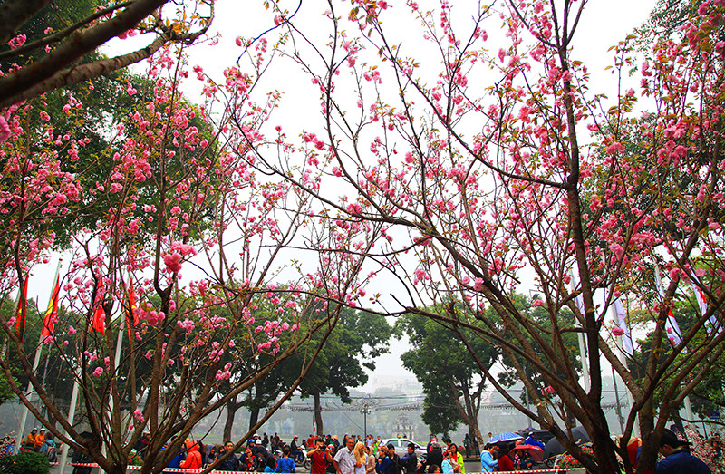 此次展示的樱花树由日本Wanokai国际文化协会在日本冲绳县精心挑选送到河内。（图片来源：人民报网）