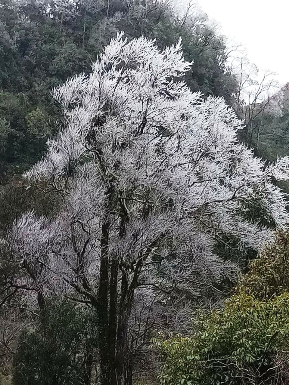 高平省多个地方的绿树都被结冻。（图片来源：https://tuoitre.vn）