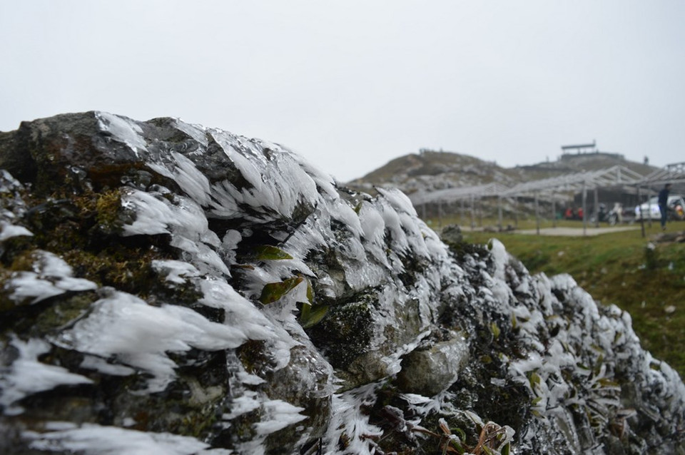 母山顶上的绿树都被冻结。（图片来源：越通社）