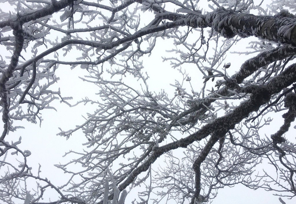 高平省多个地方的绿树都被结冻。（图片来源：https://tuoitre.vn）