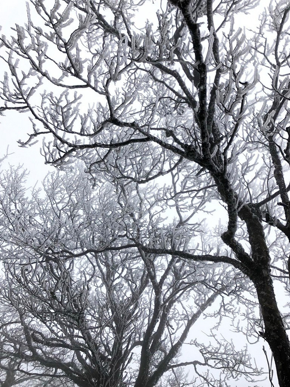 高平省多个地方的绿树都被结冻。（图片来源：https://tuoitre.vn）