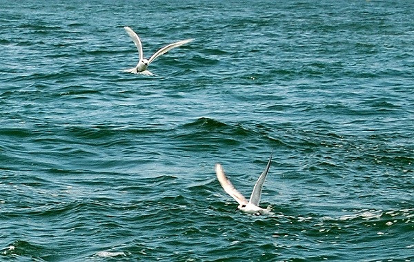 占婆岛以五颜六色的30公顷珊瑚滩成为“潜水天堂”。图自越南人民报