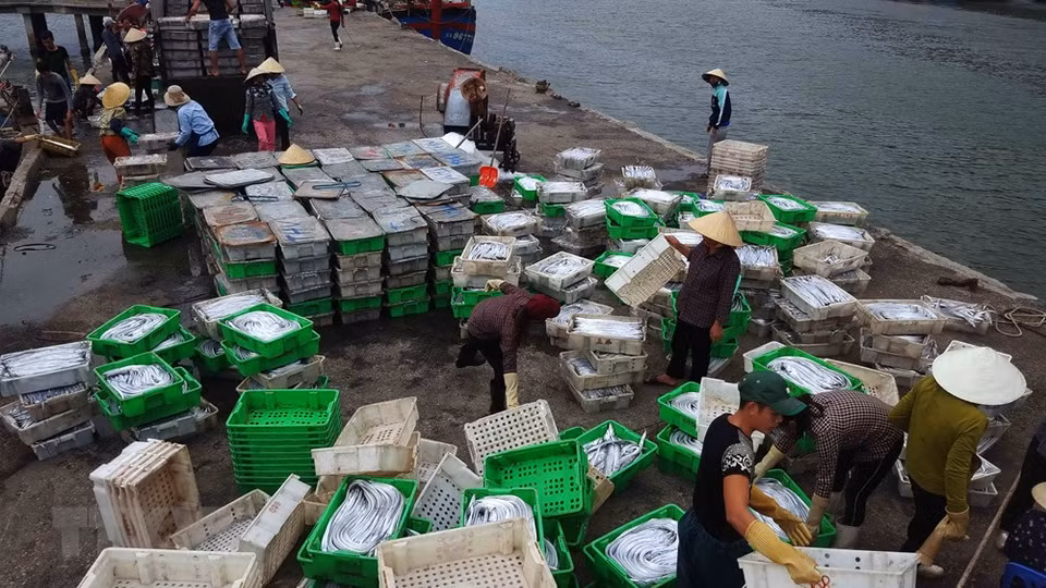 沥拳港口渔港每天早上都会呈现一片繁忙的海产品贸易景象。越通社记者 阮莺 摄