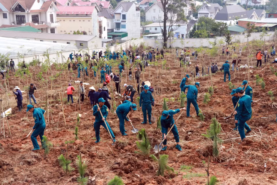 在植树节启动仪式上，大叻市武装力量、青年团员和学生一起种植了1500棵松树和樱花树。图自越通社