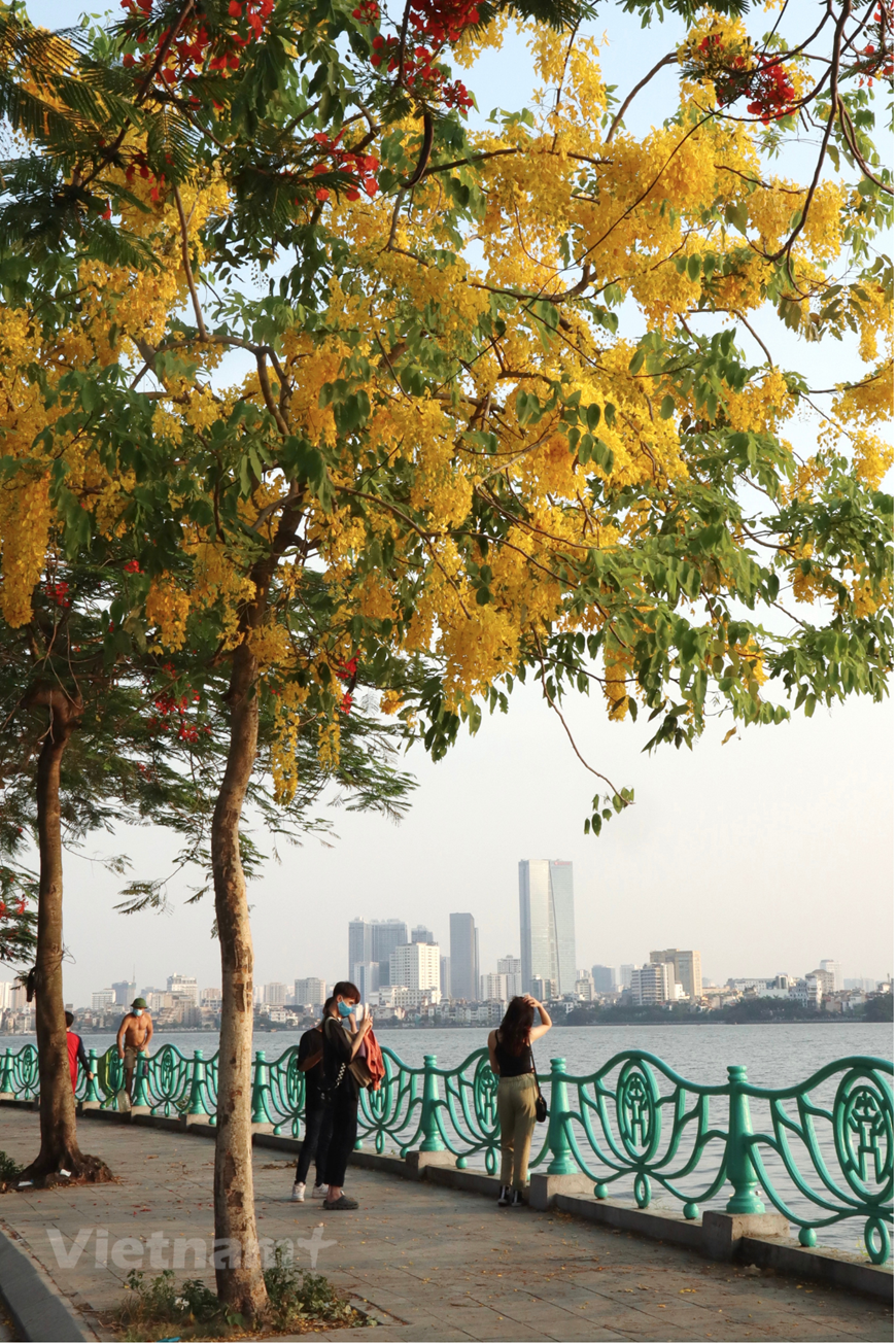 这一时间走在河内市一些街道上，你会被路边的腊肠花所吸引。满树的金黄璀璨，浓郁明艳，如繁盛云瀑，映照碧空。驻足于树下，抬头凝望，花呈蝶形，如穗花姿轻轻摇曳、风姿绰约，明黄的花穗与翠绿的枝叶相映成趣。有风吹过，落英缤纷，仿如置身于诗情画意中。大雨突至，串串腊肠花在雨的滋润下，更加显得娇艳明亮。图自Vietnam+