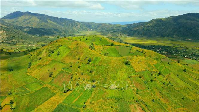 诸登亚火山上，满山盛开着金灿灿的肿柄菊。图自越通社