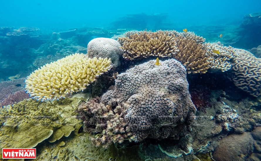 昆岛以越南最美珊瑚礁和海洋生态体系而众所周知。图自越南画报