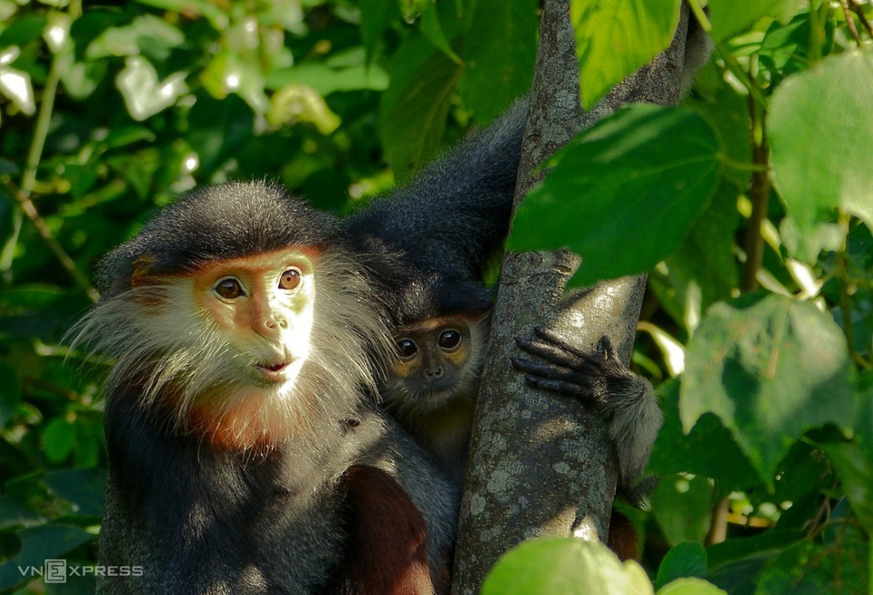 科学家们认为，山茶是地球上野生动物世界的缩影，有287种，其中29种是稀有基因。特别是，山茶被视为红腿白臀叶猴的王国。红腿白臀叶猴号称灵长类动物的“女王”，是印度支那濒危特有灵长类之一。图自vnexpress.net