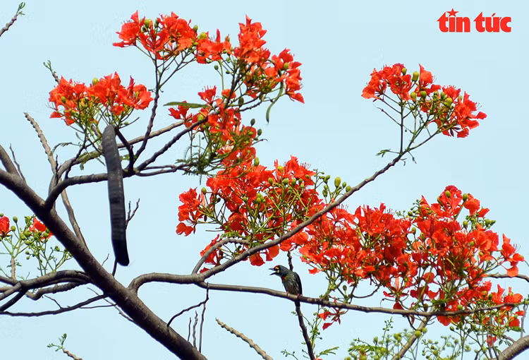 花团锦簇,像一簇簇火焰在树上燃烧。图自越通社