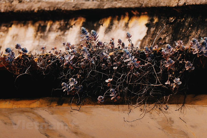 冬天来临，大家似乎放慢生活的节奏，放慢生活的脚步，享受冬天的寒冷。图自越通社