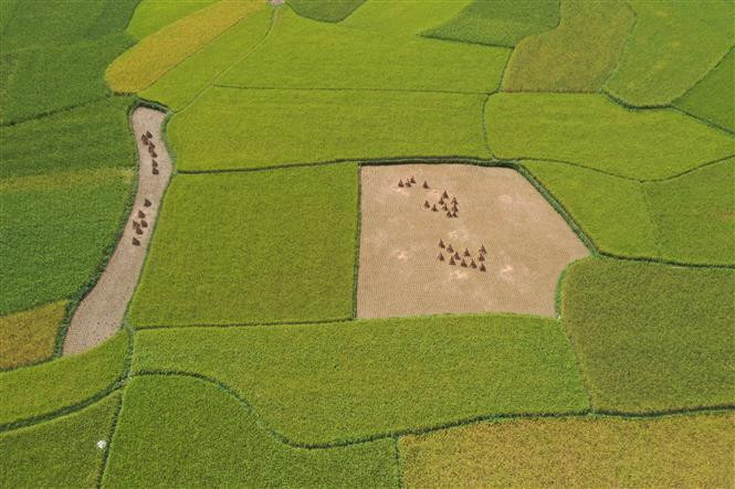 步入9月底10月初，高平省多地梯田进入收获季节并披上金灿灿的新衣。图自越通社