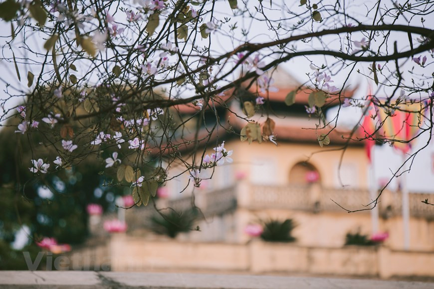 这种花有五个花瓣，花朵娇柔婀娜，清香沁人心脾，充满西北山区朴素之美。图自越通社