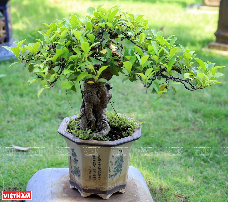 红云乡的美丽盆景。图自越通社/越南画报