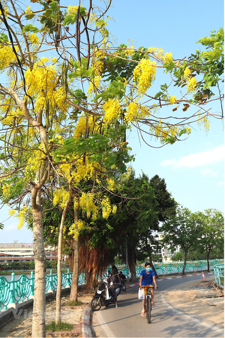 除了大花紫薇外还有腊肠花。腊肠花又称黄金雨、金急雨和金链花等，盛开的季节自5月至7月。腊肠花的黄色花瓣美丽壮观，腊肠花被泰国奉为国花。金灿灿的腊肠花竞相怒放造成一副美丽的风景。河内人在阮廷诗路、广霸路等西湖周边街道种植腊肠花。图自Vietnam+