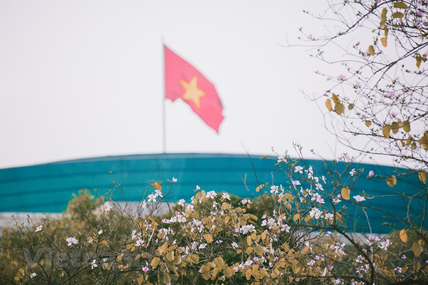 羊蹄甲华盛开为首都河内坡上一件新衣。图自越通社