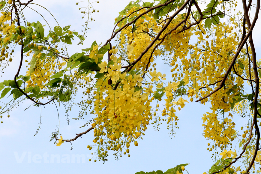 腊肠树是豆科决明属植物，落叶乔木，高可达10-20米，花期5-7月；果期10月。5月份，走在河内一些街道上，您会看到这种花。初见此花，便惊诧于她的美。远望，蓝天白云作衬，青翠绿叶相陪，那一串串黄灿灿的花儿，花瓣如叶，椭圆若银钱，轻薄似女子的丝裙；花苞如豆，绿丝吊挂，宛若女子腰间精巧的环佩。在金色的阳光下，腊肠树花随风摇曳，婀娜婆娑，曼妙多姿。图自Vietnam+