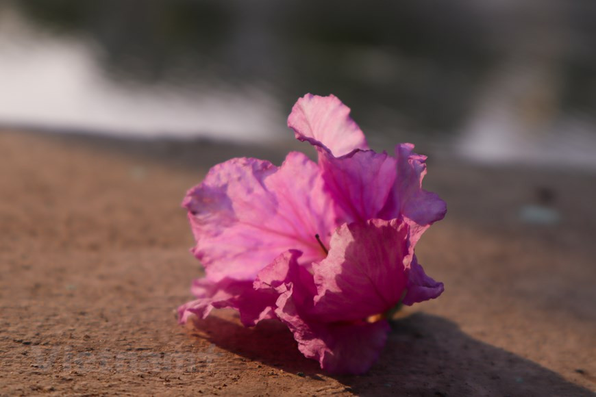 随着夏季的到来，一朵朵大花紫薇开始绽放。大花紫薇的紫色给人带来浪漫风情气息。沿着陶晋路、陈泰宗路、金马路等河内市街道两旁，大花紫薇盛开，绿叶茂盛，浓浓的树荫给人带来格外清凉的感觉。据民间传说，上帝的小女儿在一次违反禁忌，爱上民间中的一名书生，惹皇上生气，把她变成大花紫薇。其后，人们就认为大花紫薇是两人相爱一生的象征。后来，大花紫薇已成为学生清纯初恋的象征。图自Vietnam+
