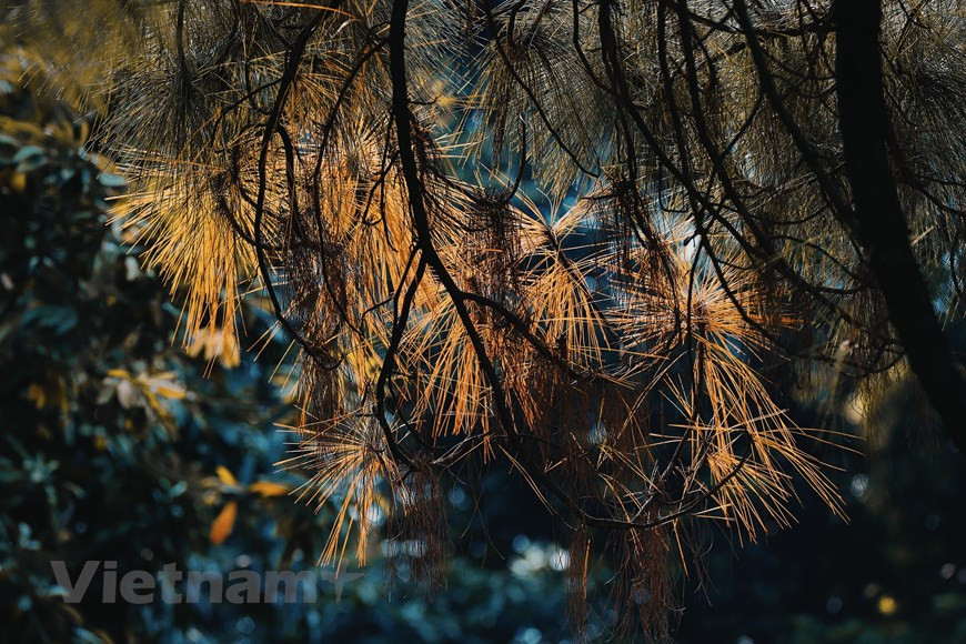 河内市冬日拥有浪漫之美。图自越通社