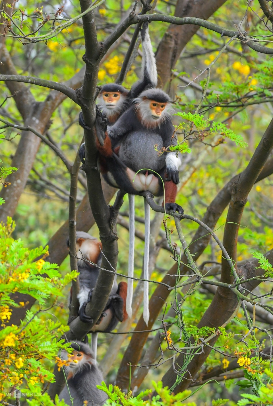 山茶林植物有近1000种以及数百种动物，其中红腿白臀叶猴被视为山茶半岛的“宝物”。图自vnexpress.net
