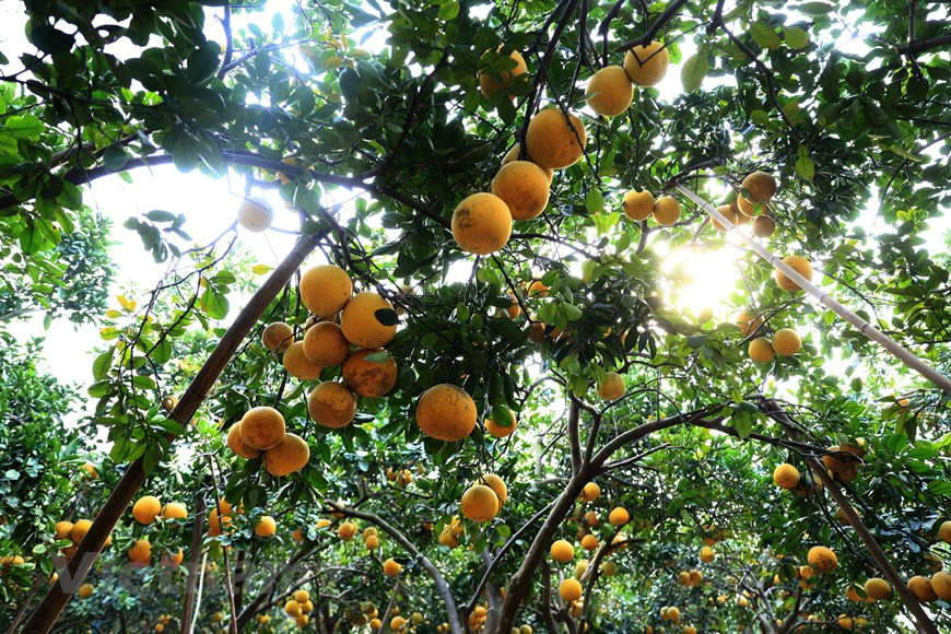 演柚子树一年只结果一次，一般春节期间成熟。图自Vietnam+