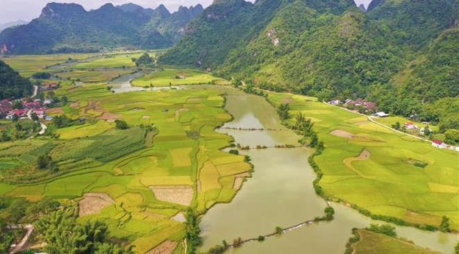 随着收获季节的来临，高平省重庆县玉坤乡的梯田披上金灿灿的新衣。图自越通社