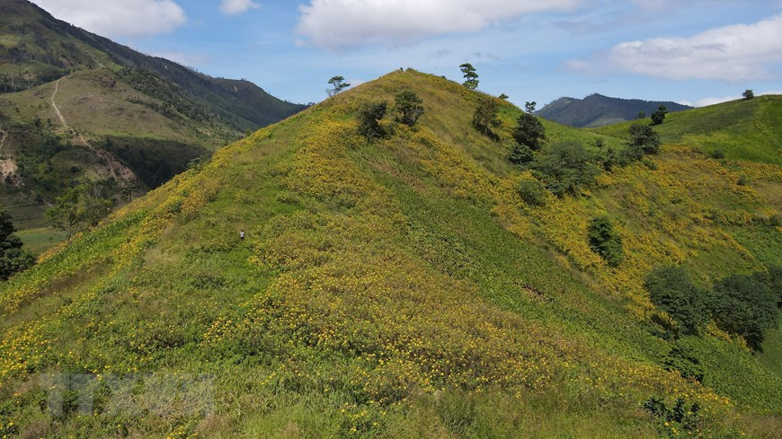 西原山顶上是一片金黄的肿柄菊。图自越通社