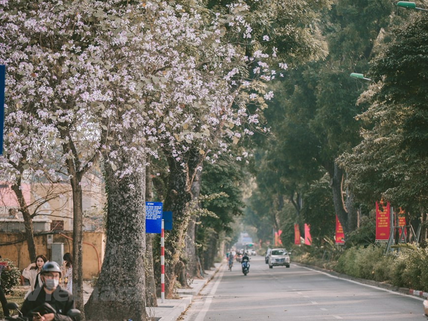 每逢2月份，羊蹄甲花又盛开，为河内大街小巷在温暖春天里披上浅紫色衣裳。图自越通社