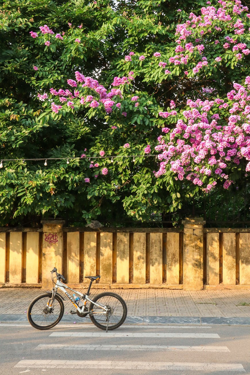 据民间传说，上帝的小女儿在一次违反禁忌，爱上民间中的一名书生，惹皇上生气，把她变成大花紫薇。其后，人们就认为大花紫薇是两人相爱一生的象征。从此，大花紫薇已成为学生清纯初恋的象征。大花紫薇为乔木，株高约5～12米，叶对生，长椭圆形或长卵形。夏季5～8月间开花，花期很长，花色漂亮。盛开时幽柔华丽，极为出色。图自Vietnam+