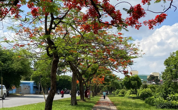 每逢夏季来临，凤凰木花都开始绽放。图自越通社
