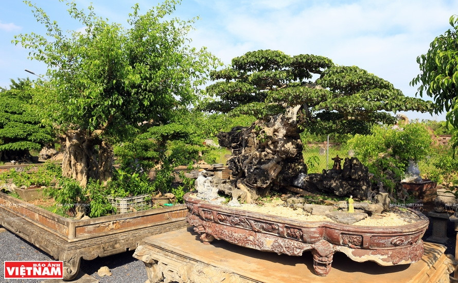 红云乡的美丽盆景。图自越通社/越南画报