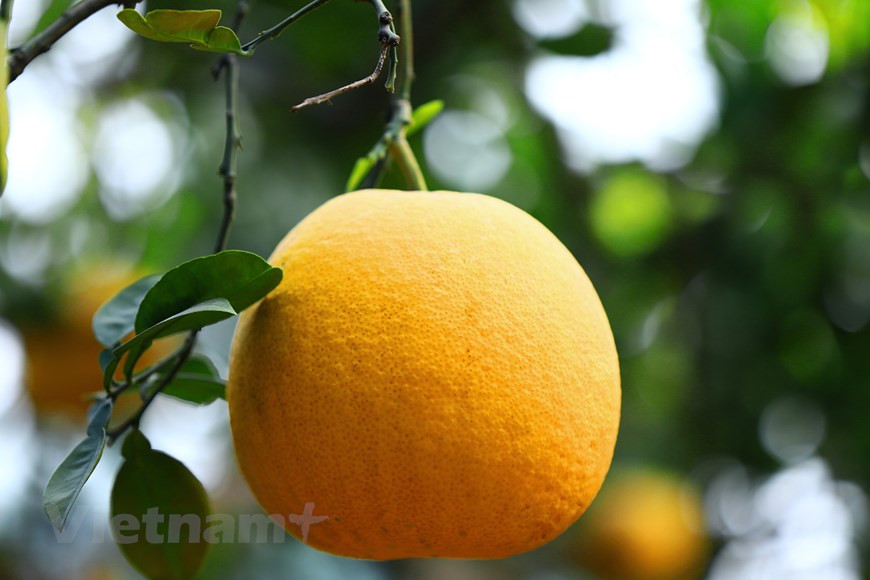 演柚子较小，其重量一般为800克至1公斤。图自Vietnam+