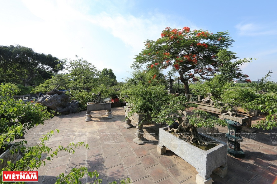 红云乡以盆景业而闻名远近。图自越通社/越南画报