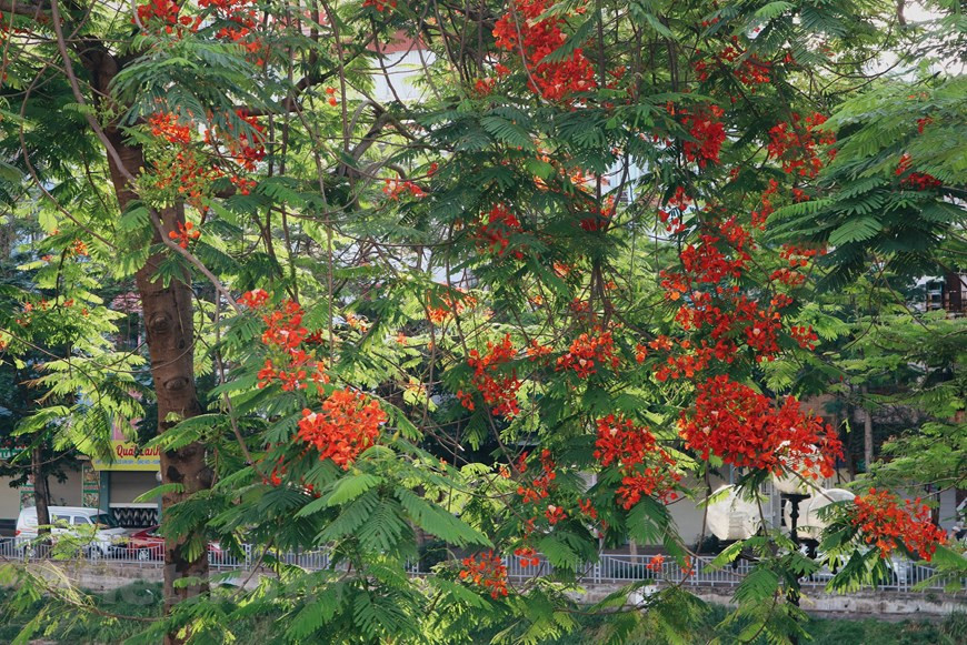 凤凰花是越南北方夏天的象征，凤凰花对于在校学生来说有着非凡的意义，多所学校都有种植凤凰花。叶若凰羽，花若凤冠的凤凰花陪伴很多人走过了自己的学生时代。因为凤凰花的花期在每年的5到7月，这时候正逢高考时期，也是高中学子毕业离开母校，以及大学生毕业告别校园的季节，凤凰花开时，总是伴随着离别的到来，因此充满了离愁别绪。图自Vietnam+