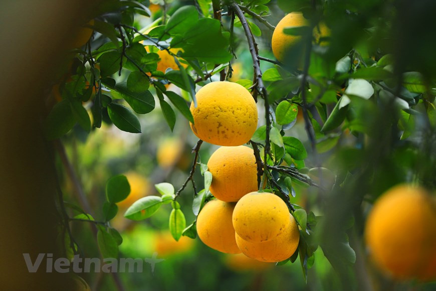 柚子是北部人过春节时五果盘中不可缺少的水果之一。图自Vietnam+