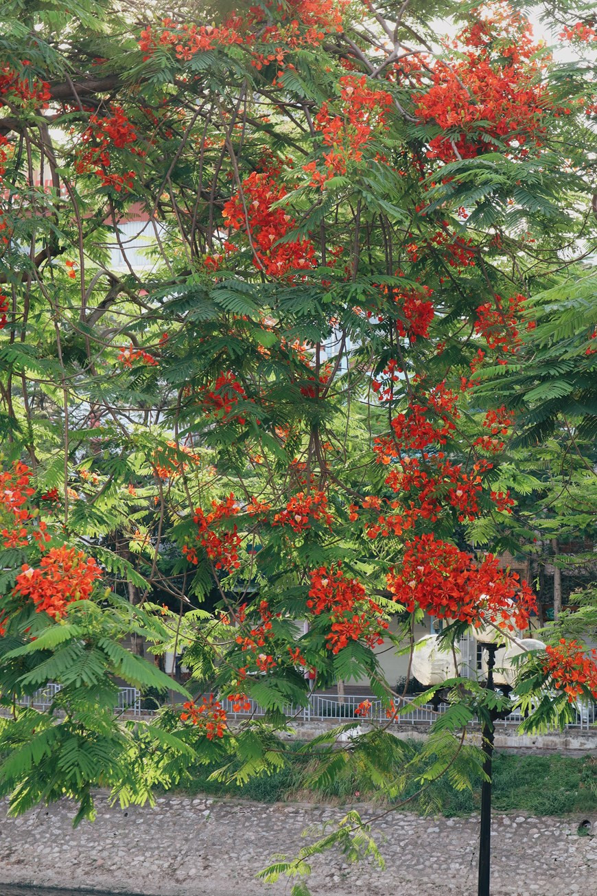 凤凰花在五月开花，花朵有五瓣，花朵呈鲜红色带有黄色晕边。5月份，河内苏历江畔和西湖畔的凤凰树开满了花,火红一片，与绿叶相得益彰。花掉落时花朵不会褪色，因此形成了花开花落时，枝头地上火红一片的景观。有人就觉得这种树的叶子像凤凰的羽毛，而鲜艳的花朵就是凤凰的头冠，如此一来，这种花开放时就像是无数只凤凰矗立在枝头，所以人们给它取名叫“凤凰花”。图自Vietnam+
