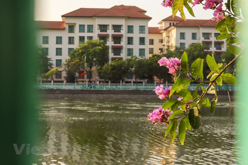 大花紫薇也叫大叶紫薇，是一种高大的乔木，同时也是一种观赏性的植物，它长成以后高度能超过二十米，是千屈菜科植物的一种，这种植物多在每年的5-8月之间开花，花形很大多为淡紫色。随着夏季的到来，一朵朵大花紫薇开始绽放。大花紫薇的紫色给人带来浪漫风情气息。图自Vietnam+