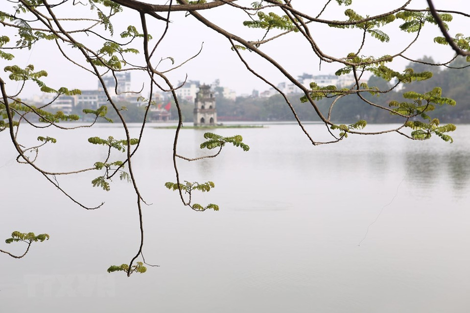 冬春交替之时，还剑湖边树木长出稚嫩的新叶，点缀着金色花朵；杨柳铆足了劲儿在风中飘动，景色更加富有诗意。越通社记者 英俊 摄