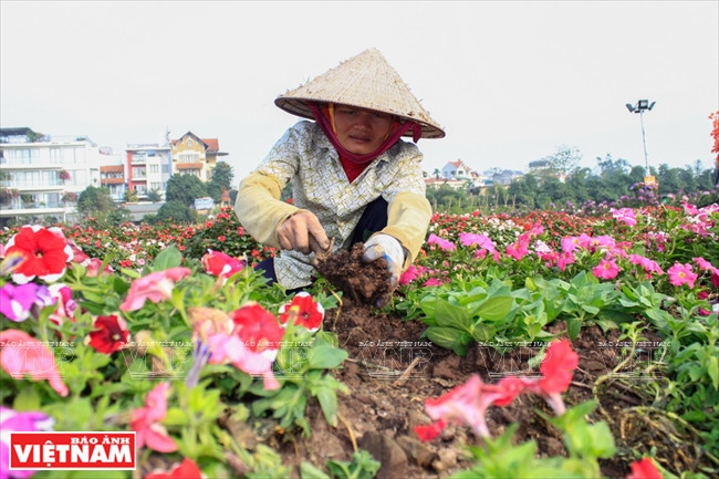 西湖花谷的美丽离不开​园艺人员的努力（图片来源：越通社）