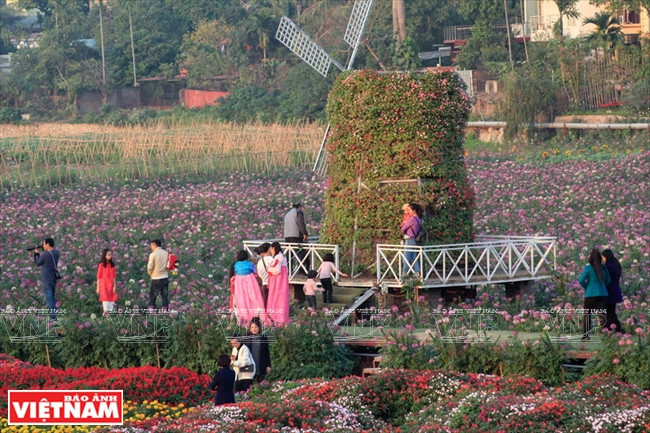 ​充满荷兰风情的风车之下是众多游客拍照的地点之一（图片来源：越通社）
