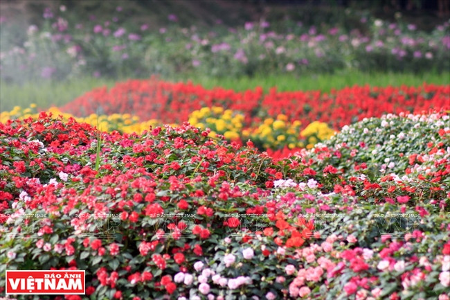 ​五颜六色的西湖花谷（图片来源：越通社）