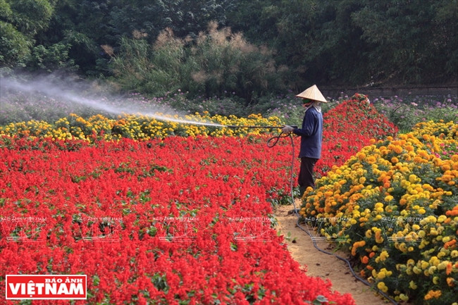 西湖花谷的美丽离不开园艺人员的努力（图片来源：越通社）