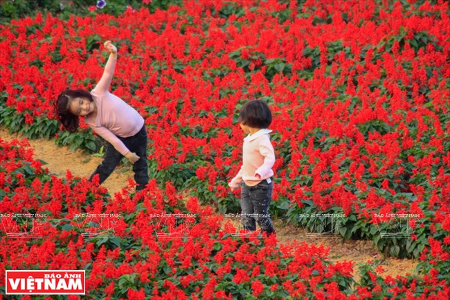 ​小朋友​在花谷里玩耍（图片来源：越通社）