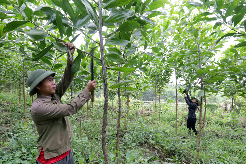 北江省农民享受少数民族和山区通报经济社会发展计划的贷款政策后集中发展大叶相思树的种植业和牲畜养殖业。图自越通社