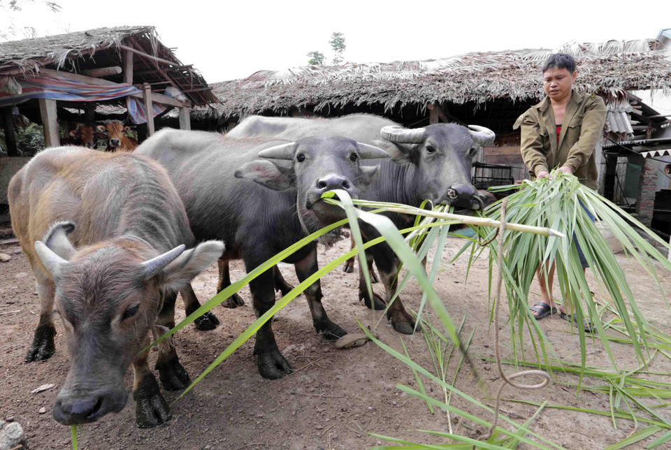 宣光省农民发展水牛养殖业。图自越通社