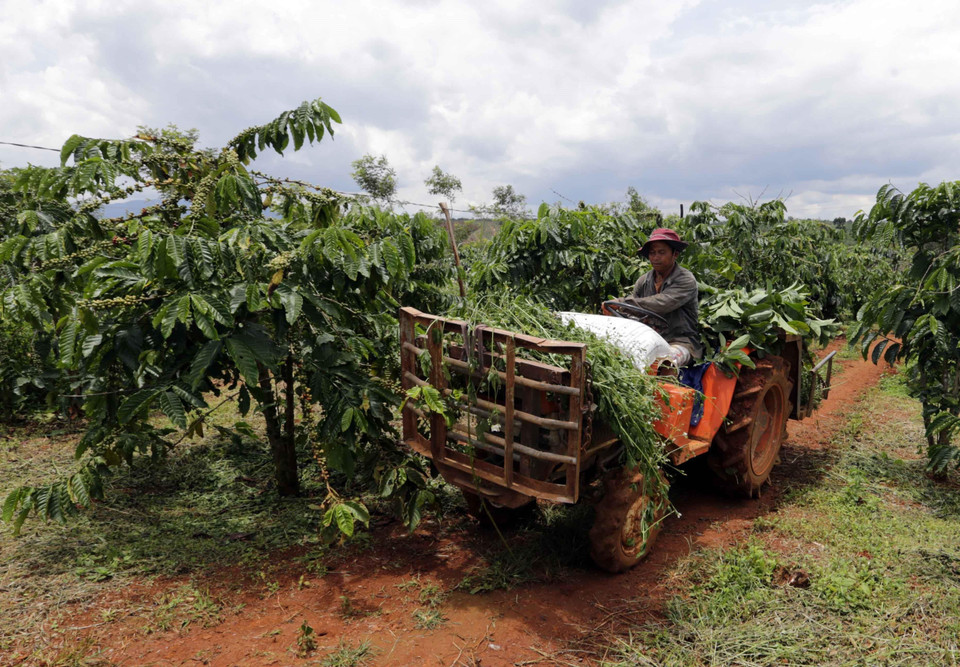 得农省农民购买服务于咖啡生产机械设备。图自越通社