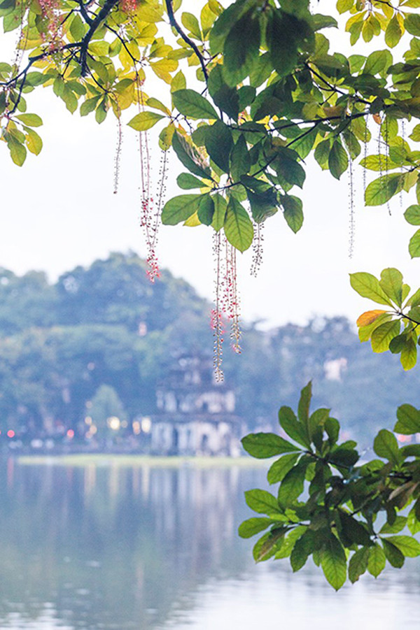 玉蕊花在还剑湖湖畔柔柔地垂下来。（图片来源：越南《人民报网》）